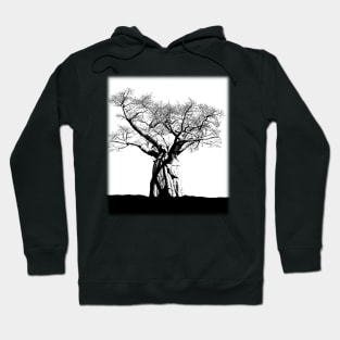 Baobab Hoodie